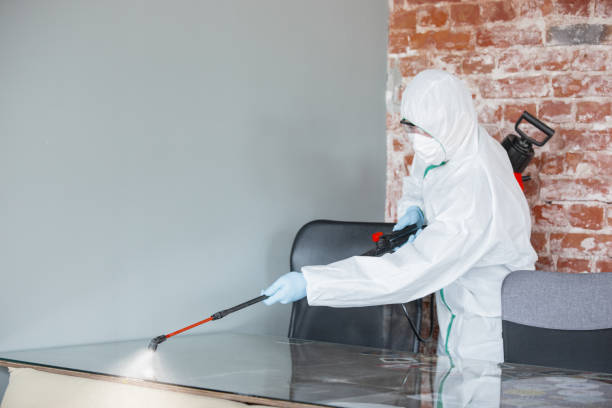 Why You Should Choose Our Mold Remediation Services in San Carlos, TX